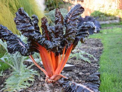 Blettes_potager©J.TARRON EDB (01) Blettes_potager©J.TARRON EDB (01)