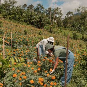 Horticulture_fleurs Horticulture_fleurs