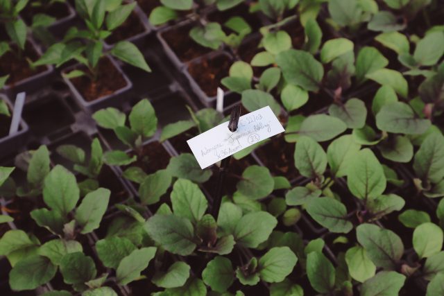 Expérimentation Aurin Journée de la Terre