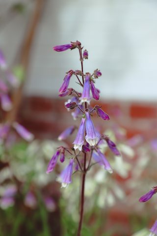 penstemons