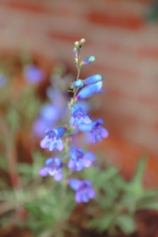 penstemons