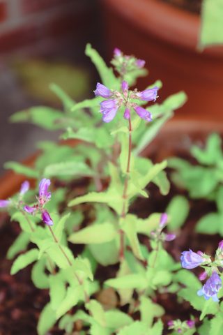 penstemons