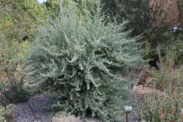 Un Atriplex ayant parfaitement résisté aux canicules successives