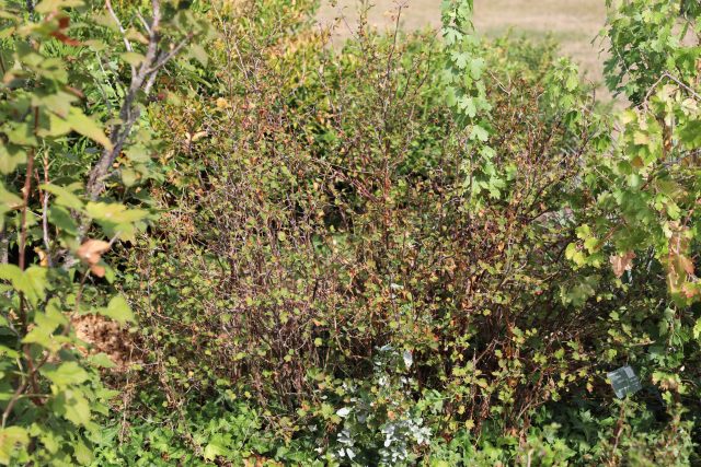 Ribes