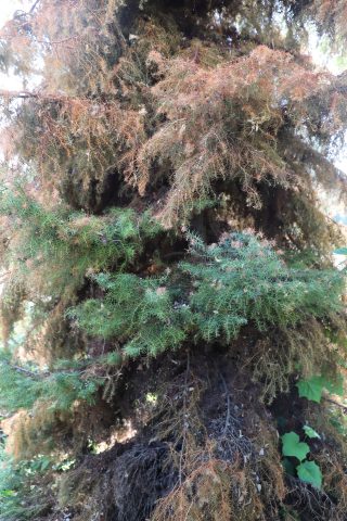 Cryptomeria japonica côté ombragé