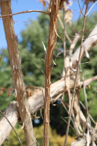 Un Heptacodium ayant souffert de la chaleur