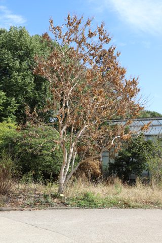 Un Heptacodium ayant souffert de la chaleur