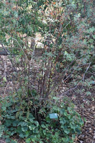 Spiraea
